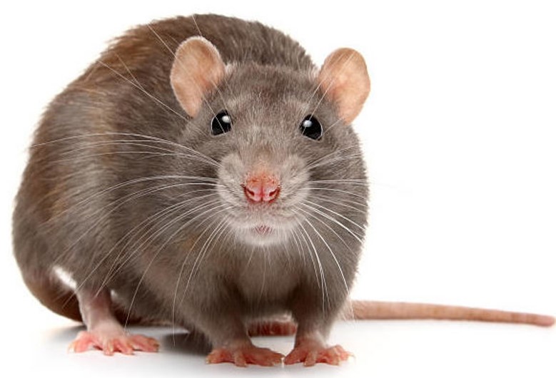 Le rat d'égout, rat des champs ou surmulot, un rongeur peu apprécié